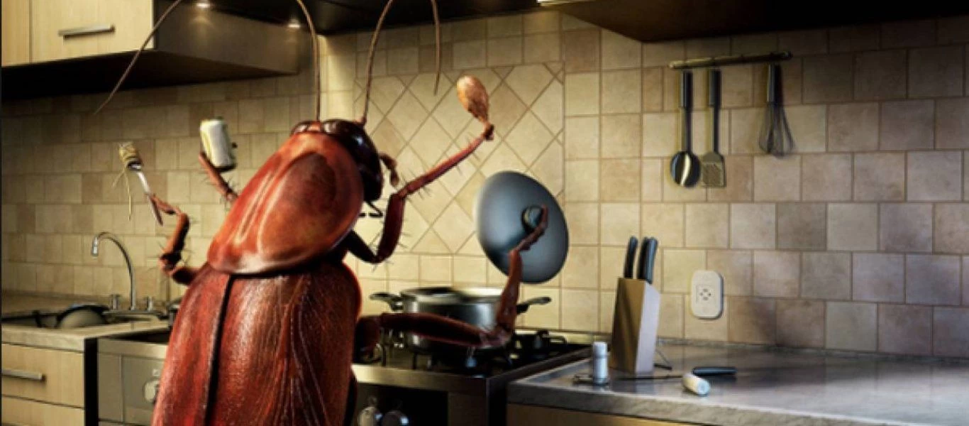 Αυτό είναι το σημείο στην κουζίνα που «τραβά» τις κατσαρίδες